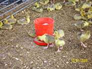 Week old goslings feeding outside